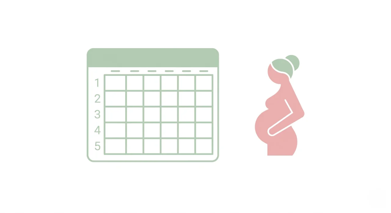 Calendrier de calcul des semaines d'aménorrhée pendant la grossesse